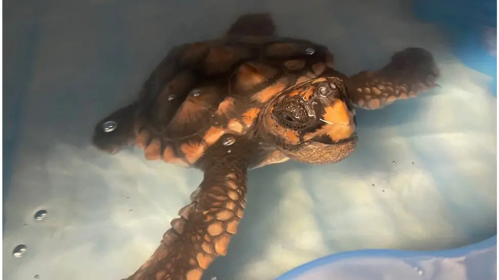 Turtle rescued in Guernsey could go to Cape Verde due to Brexit - charity