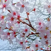 Enjoy blossoms to help you feel happy says charity