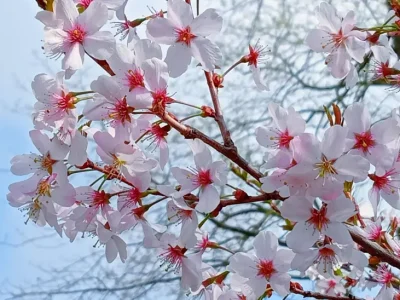 Enjoy blossoms to help you feel happy says charity