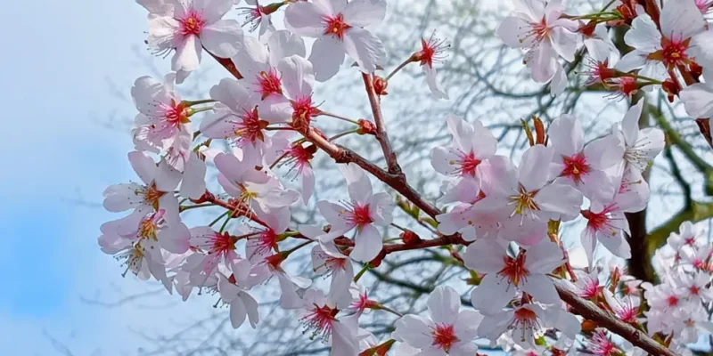 Enjoy blossoms to help you feel happy says charity